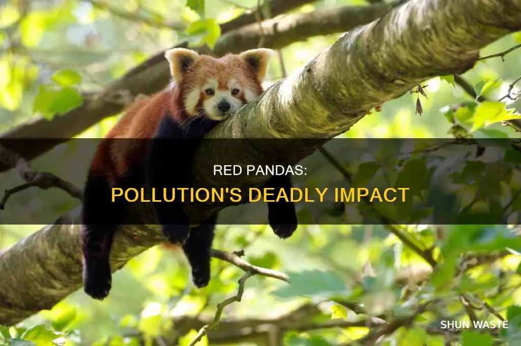 do red pandas die from pollution