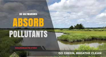 Saltmarshes: Natural Pollution Absorbers and Filters