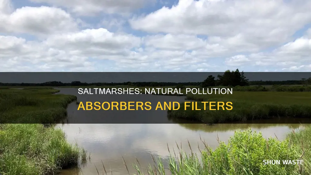 do saltmarshes absorb pollutants