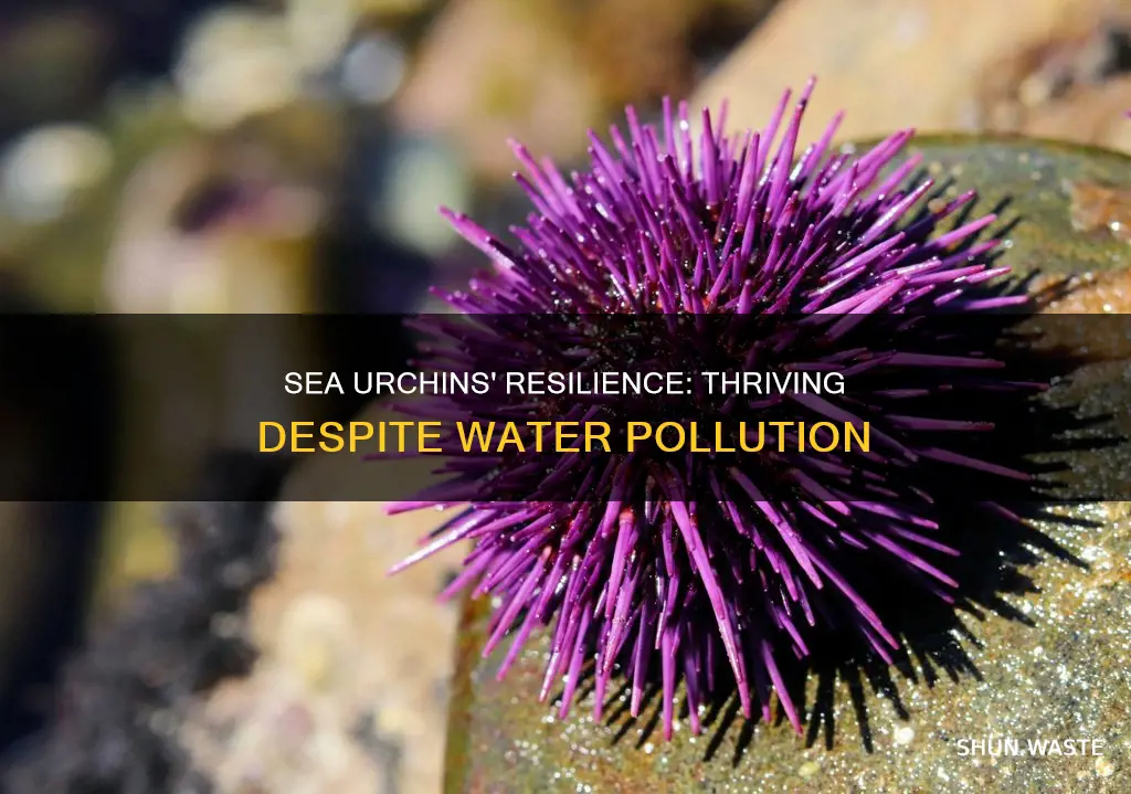 do sea urchin grow in polluted water