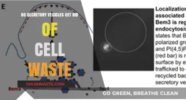 Secretory Vesicles: Waste Disposal or Specialized Cargo Transporters?