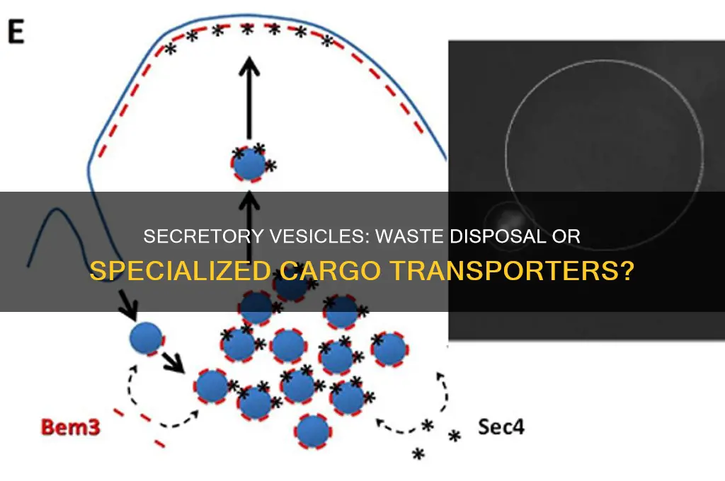 do secretory vesicles get rid of cell waste