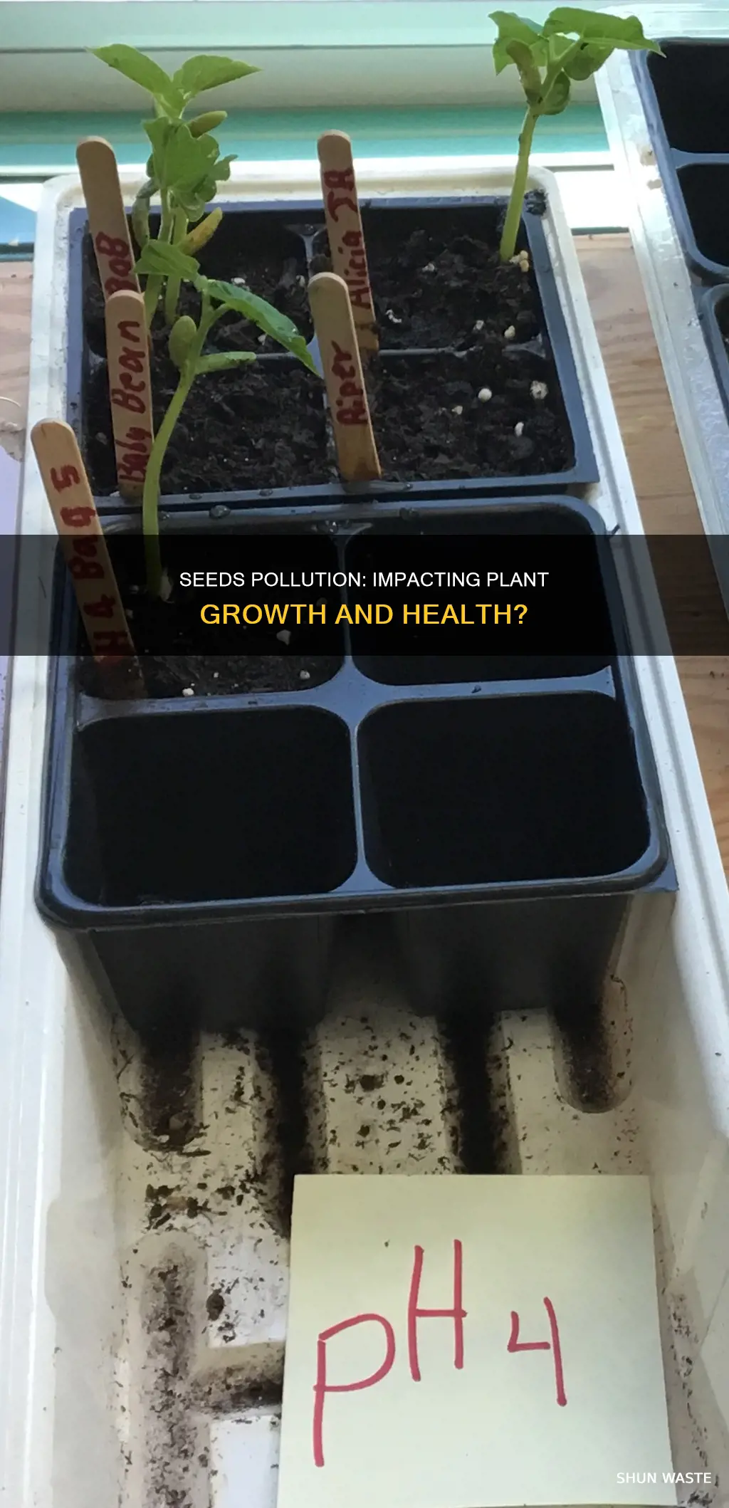 do seeds pollution affect plants growth