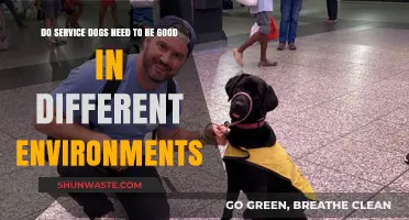 Service Dogs: Adapting to Diverse Environments for Effective Assistance