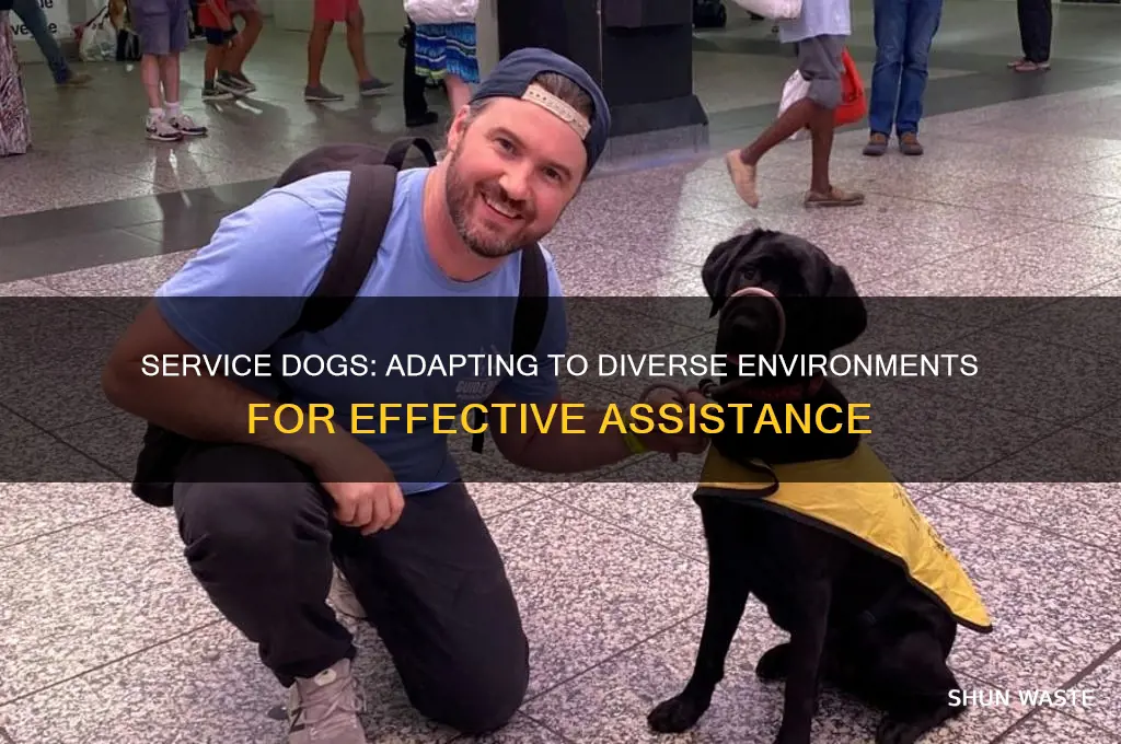 do service dogs need to be good in different environments