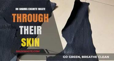 Sharks' Skin Secrets: Unveiling Their Unique Waste Excretion Methods