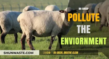 Sheep and the Environment: Are They Eco-Friendly?