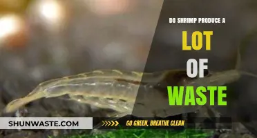 Shrimp Waste Production: Understanding Their Impact on Aquarium Ecosystems