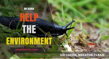 Slugs' Surprising Role: How These Slimy Creatures Aid Ecosystems