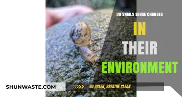 Snails' Environmental Awareness: How They Detect and Respond to Changes