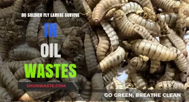 Soldier Fly Larvae Survival in Oil Wastes: A Scientific Exploration