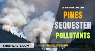 Southern Long Leaf Pines: Pollution Sequestration Powerhouse?