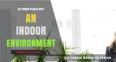Spider Plants: Enhancing Indoor Air Quality and Aesthetic Appeal