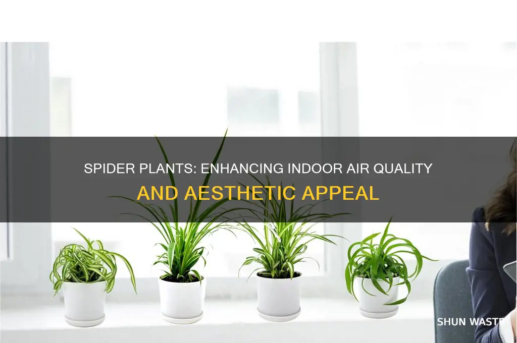 do spider plants help an indoor environment