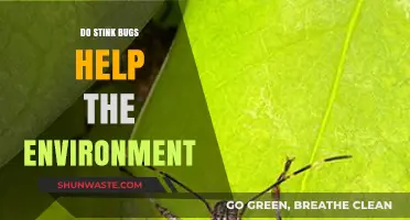 Stink Bugs' Surprising Role in Ecosystem Balance and Environmental Health