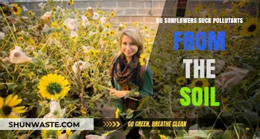Sunflowers: Soil Pollution Solution?