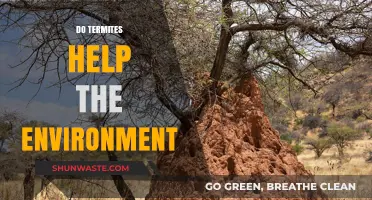 Termites: Unsung Eco-Heroes in Soil Health and Nutrient Cycling