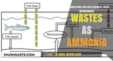 How Terrestrial Reptiles Handle Nitrogenous Waste: Ammonia Excretion Explained