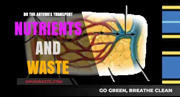 Arteries' Role: Nutrient and Waste Transport Explained Simply