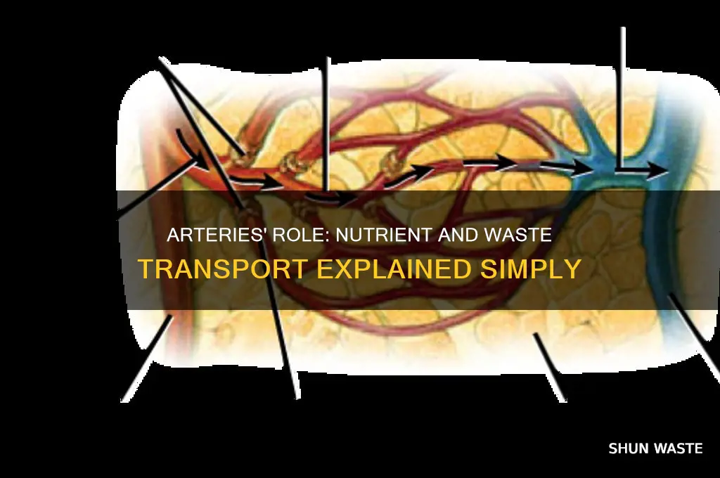 do the arteries transport nutrients and waste