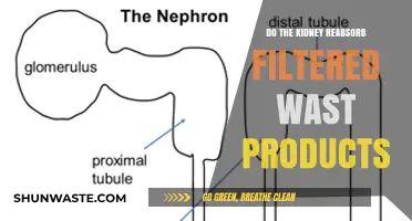 Kidney Reabsorption: Do Filtered Waste Products Return to the Body?