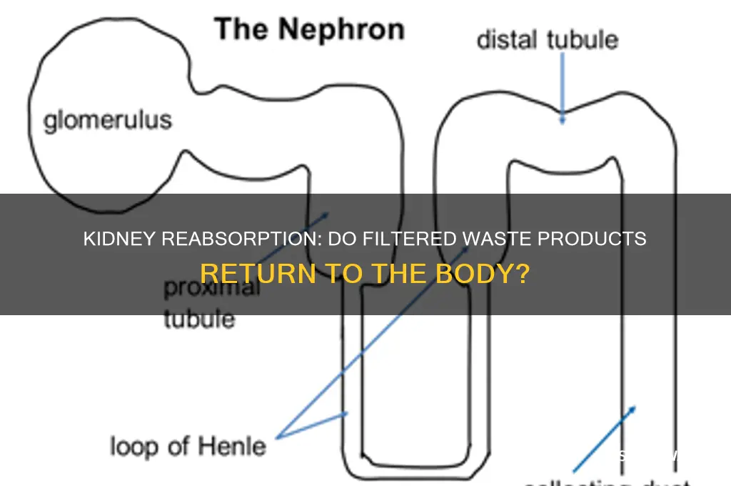 do the kidney reabsorb filtered wast products