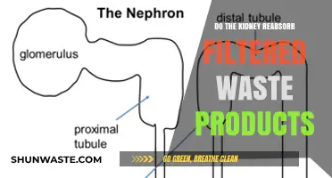Kidney Reabsorption: Do Filtered Waste Products Return to the Body?