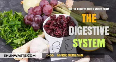 Kidneys and Digestion: Filtering Waste Beyond the Digestive System