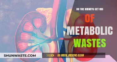 How Kidneys Efficiently Eliminate Metabolic Wastes from the Body