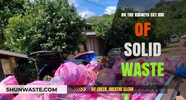 Kidneys and Solid Waste: Understanding Their Role in Waste Elimination