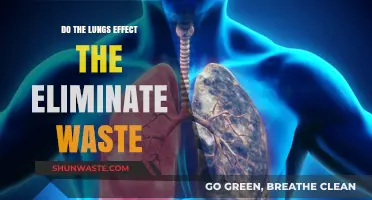 How Lungs Aid in Waste Elimination and Overall Body Detoxification