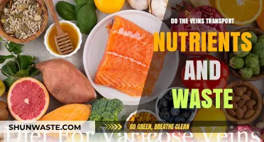 Veins' Role in Nutrient and Waste Transport: Unveiling the Truth