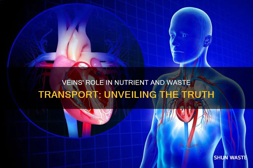 do the veins transport nutrients and waste