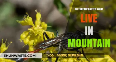 Do Thread-Waisted Wasps Inhabit Mountainous Regions? Exploring Their Habitat