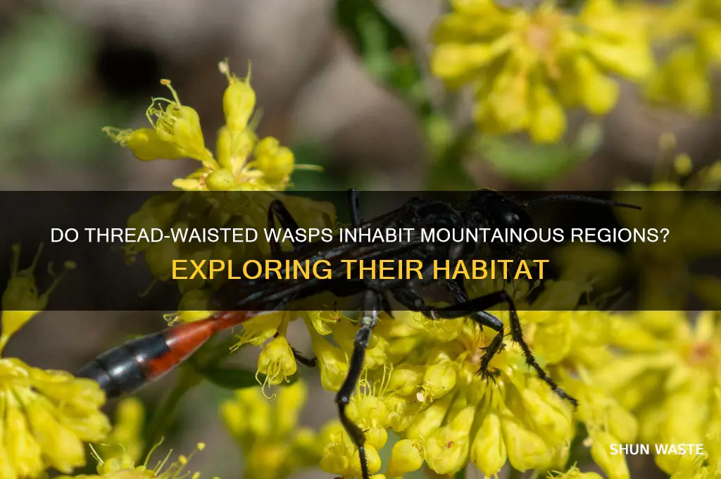 do thread wasted wasp live in mountain