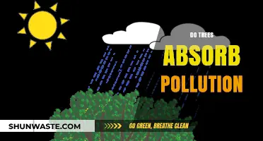 Trees: Natural Pollution Absorbers or Not?