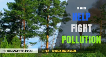 Trees: Natural Allies Against Pollution