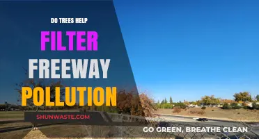 Trees: Natural Air Filters Against Freeway Pollution