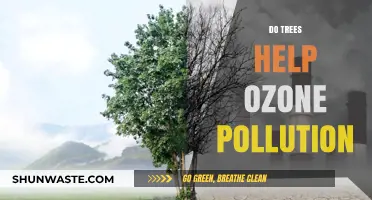 Trees: Nature's Solution to Ozone Pollution