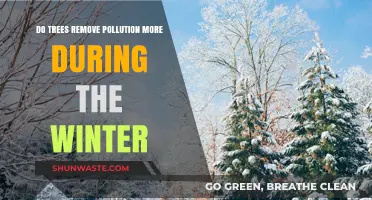 Winter Pollution: Do Trees Absorb More?