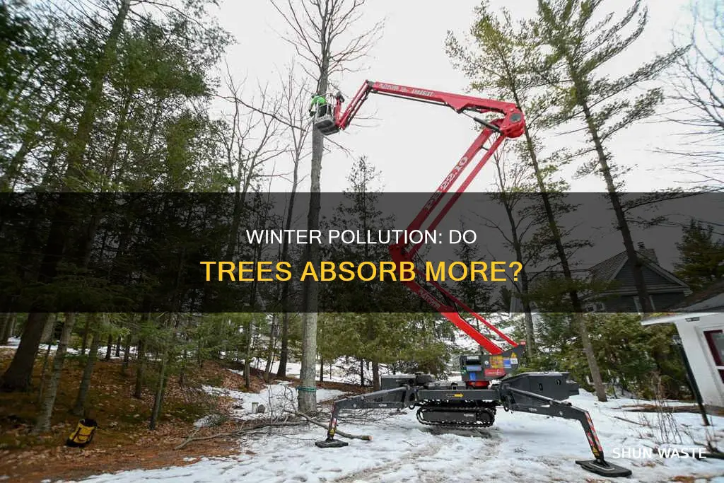 do trees remove pollution more during the winter