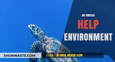 How Turtles Contribute to Ecosystem Balance and Environmental Health