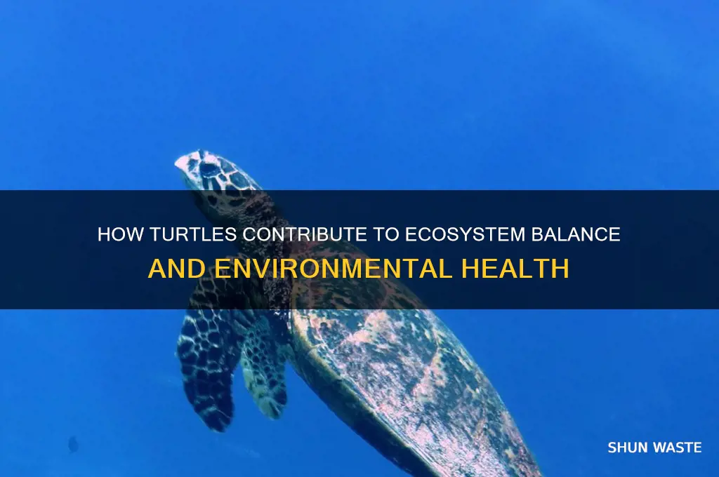 do turtles help environment