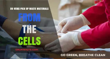 Do Veins Collect Cellular Waste? Unraveling the Circulatory System's Role