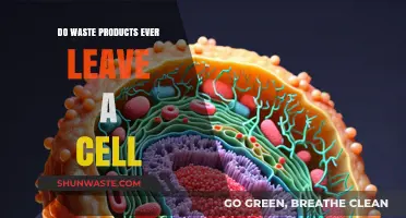 Cellular Waste Disposal: How Do Byproducts Exit Living Cells?