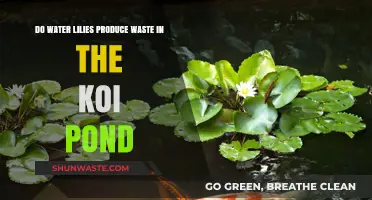 Water Lilies and Koi Ponds: Do They Create Waste or Balance?