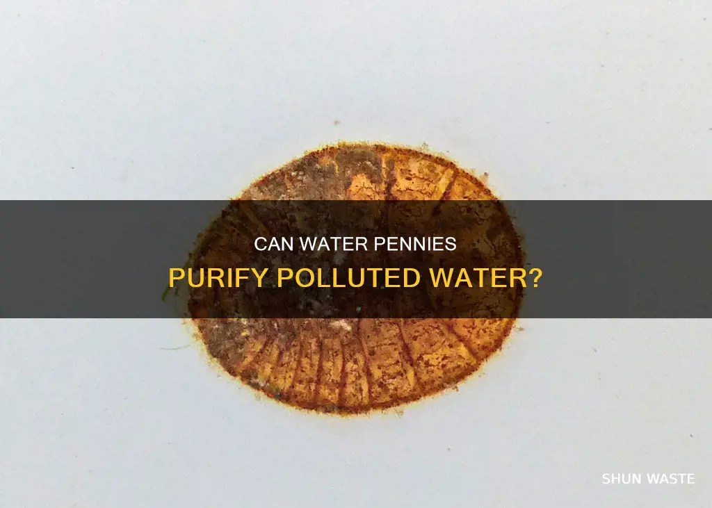 do water pennies in polluted water