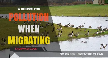 How Waterfowl Navigate Pollution on Migration