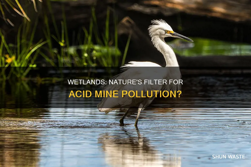 do wetlands filter acid mine pollutants