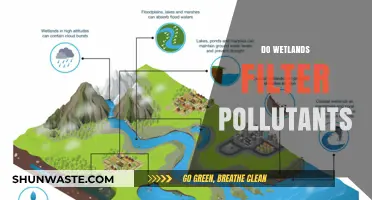Wetlands: Nature's Water Filter and Pollution Solution
